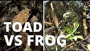 Differences Between Frogs & Toads