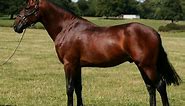 Cleveland Bay Horse Info, Origin, History, Pictures