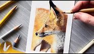 How To Draw A Fox With Colored Pencils | Colored Pencil Drawing Tutorial For Beginners