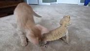 Kitten meets a Bearded Dragon