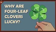 Why are Four-Leaf Clovers Lucky?
