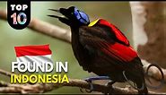 10 UNIQUE Animals ONLY Found in Indonesia 🇮🇩