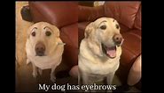 So my dog has eyebrows now