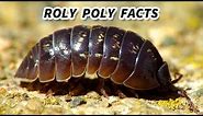 Roly Poly Facts: the BUG that ROLLS UP into a BALL | Animal Fact Files