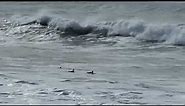 Surf Scoter Ducks in breaking waves at Tolowa Dunes Beach CA