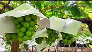 Harvest scenery of Shine Muscat Grapes in Japan