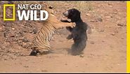Mother Bear Fights Tiger to Save Her Cub in Dramatic Video | Nat Geo Wild