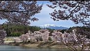 【Drone,Sakura】Beautiful cherry blossoms in full bloom｜Rokudo bank,Nagano｜