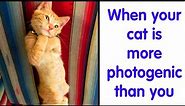 50 Hilarious Cat Memes for Feline Fanatics - cute cat
