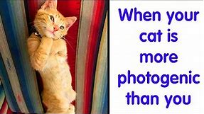 50 Hilarious Cat Memes for Feline Fanatics - cute cat