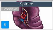 Anatomy of the Spleen (preview) - Human Anatomy | Kenhub