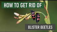 How to Get Rid of Blister Beetles [DIY Pest Control]