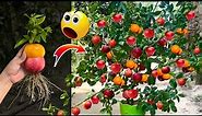 Best Garden Growing Apple and Orange fruit To Apple fruit in Orange tree With The latest techniques