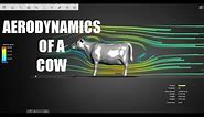 Aerodynamics of a Cow
