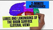 2-Minute Neuroscience: Lobes and Landmarks of the Brain Surface (Lateral View)