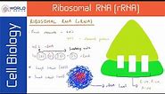 Ribosomal RNA (rRNA) | Cell Biology