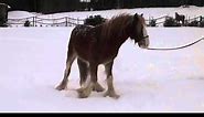 Pepe the horse decides to take a quick bath in the snow (1 1/2 yo colt)