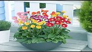 How To Grow and Care Potted Gerbera Daisies Indoors - Growing Houseplant