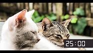 25 Minute Screensaver With Cute Cats | Cat Meow Alarm Sound