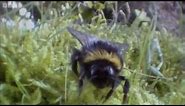 Clever Queen Bumble Bees | Life In The Undergrowth | BBC Earth