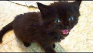 Tiny Kitten - BIG Meow!