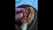How to Identify A Morel Mushroom - Edible Morels