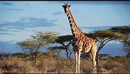 Tallest giraffe Animal In The World Ever