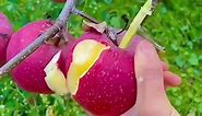 How to tell when apples are ready to harvest | Hand Picking thousand Of Apples