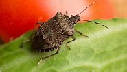 How to Get Rid of Stink Bugs in Your House & Prevent Their Return