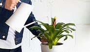 5 Telltale Signs of Overwatered Plants | Bloomscape