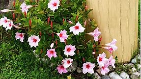 How To Grow And Care For Mandevilla - Bunnings Australia