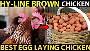 HY-LINE Brown Chicken Farming | BEST EGG LAYING CHICKEN BREEDS | Best Chicken For Egg Production