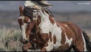 The life and legend of America's most famous wild horse