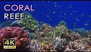 4K Coral Reef - Tropical Fish - Underwater Ocean Sounds - Relaxing Nature Video - Ultra HD - 2160p