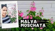 Malva Moschata(Musk Mallow)