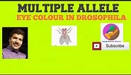 Multiple Alleles- Eye Colour in Drosophila