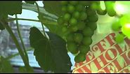 Bagging grapes: why? how?
