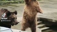 Bear waving for more salmon meme | YTP | Yea bring that over here bear
