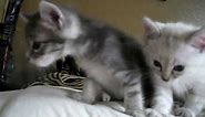 Cute Kittens Crying