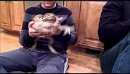 Giant Cane Toad
