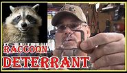 HOW TO SAFELY KEEP RACCOONS AWAY FROM YOUR HOUSE/PROPERTY AND OFF YOUR FENCES