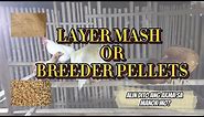 TAMANG PAGGAMIT NG LAYER MASH AT BREEDER PELLETS (INTEGRA 4000, GMP4, GALIMAX 21)