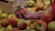 Virginia Farming:Do You Have What it Takes to Grow Apples? Season 17 Episode 9