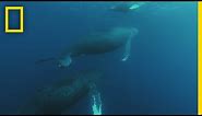 Humpback Whale Migration | Shark vs Whale