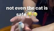 cat memes on Instagram: "NOOOO - - - - credit: unknown (We do not claim ownership of this video, all rights are reserved and belong to their respective owners, no copyright infringement intended. Please DM us for credit/removal) tags: #cursedcats #cursedcat #animalmemes #sadcats #catlife #catfeatures #catloversclub #catmemes #cat #cattos #catsofinstagram #catmeme #cattomemes #wholesome #catvideo #chonk #cats #memes #cats_of_instagram #sadcat #wholesomememes #funnycat #funnycatmeme #politecat #fu