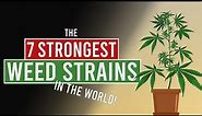 The 7 STRONGEST WEED Strains in the World!