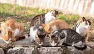 Torbie, Tabby, Tortie, and Calico Cats: What Are the Differences?