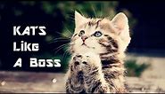 Kats Like A Boss (Cat GIF's w/ Sound) | ____LikeABoss