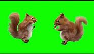 Dancing squirrel meme￼