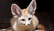 15 Animals with Big Ears (and Why They Have Them)